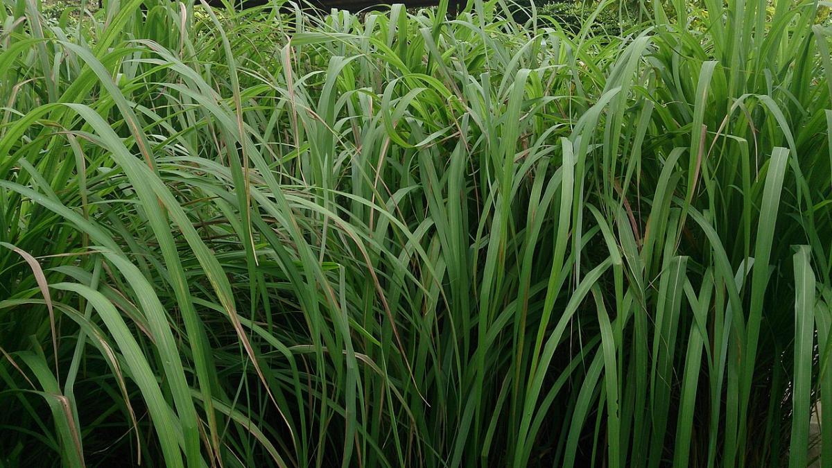 Внимание! В городе замечены первые комары! 